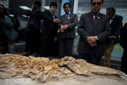 Peru công bố hóa thạch cá heo cổ đại 12 triệu năm tuổi, tìm thấy ở sa mạc