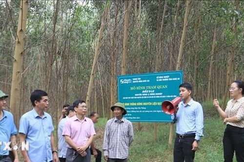 Nghệ An ưu tiên trồng rừng gỗ lớn và đạt chứng chỉ FSC