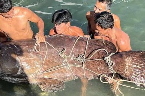 Ngư dân bắt được con cá mú khổng lồ nặng 150kg trên biển