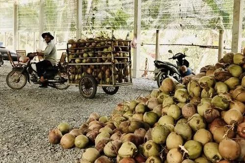 Dừa khô tăng giá, nông dân phấn khởi