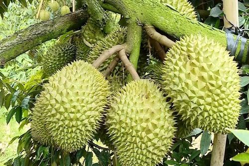 ĐBSCL: Trái cây đồng loạt tăng giá, nông dân phấn khởi
