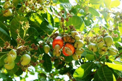 Loại hạt được đánh giá tốt bậc nhất thế giới, ở Việt Nam bán rất rẻ, đi chợ gặp phải mua ngay