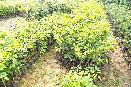 Tăng cường quản lý loài cây 'Kỳ Hải Nam' không rõ nguồn gốc