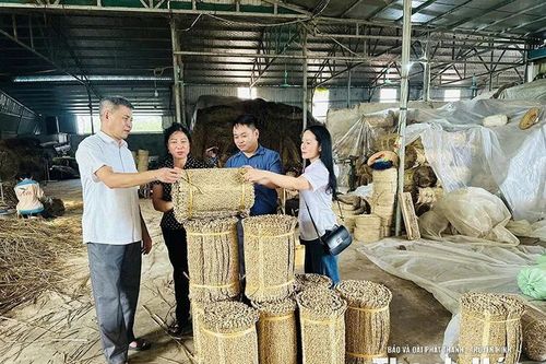 Tân Tiến phát triển nghề chiếu cói