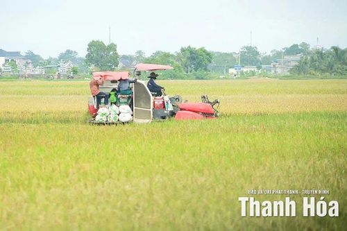 Xây dựng vùng lúa thâm canh năng suất, chất lượng cao