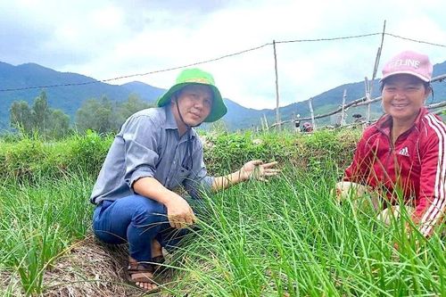 Mở rộng diện tích trồng kiệu tiêu chuẩn VietGAP