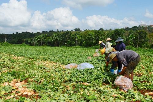 Nông dân nhiều xã phía Tây Lâm Đồng 'thua' vụ hè thu