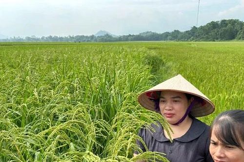 Xã Sơn Lương khai thác tiềm năng nông nghiệp để phát triển bền vững