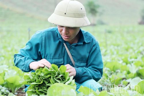 'Quyết sách' mở đường đưa Vân Sơn trở thành vùng sản xuất nông sản sạch