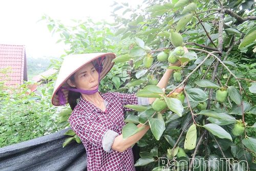 Trái ngọt từ vùng đất giữa