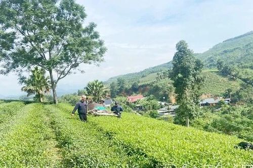 Đượm vị chè Hoàng Văn