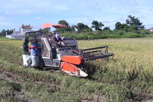 Triệu Phong đẩy mạnh tái cơ cấu ngành nông nghiệp