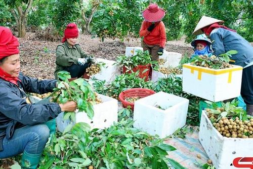 Chủ động đầu ra cho sản phẩm nhãn