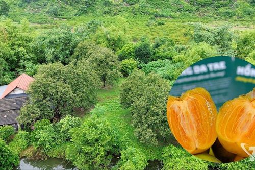 Hồng da tre - Lời hẹn cùng mùa Thu
