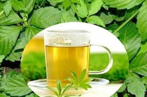 Trà giảo cổ lam - thức uống giúp thanh lọc cơ thể, kéo dài tuổi thọ