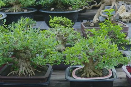 Nét thanh lịch Hà Nội trong nghệ thuật chơi bonsai