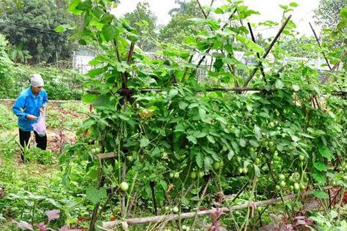 Trồng trọt vụ Đông hướng đến giá trị khoảng 41 nghìn tỷ đồng