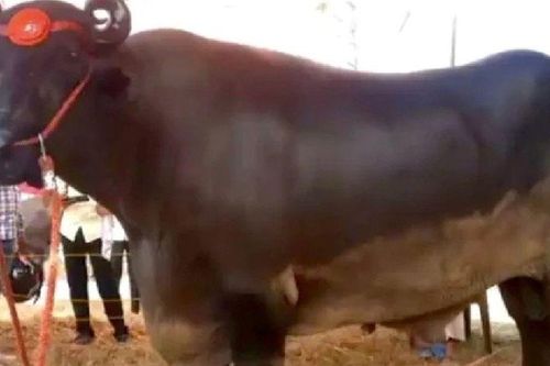 Ngắm 'chân dung' con trâu giống quý giá hơn 69 tỷ đồng được tắm sữa mỗi ngày
