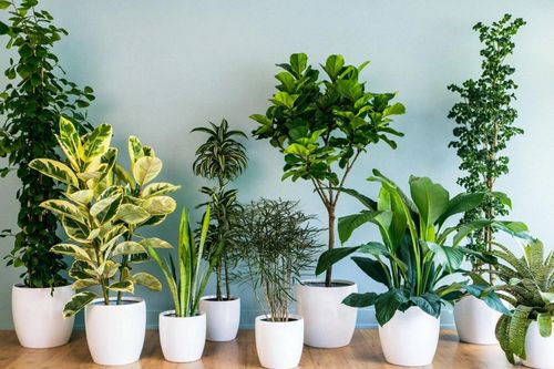 Những cây phong thủy hợp với người tuổi Mão