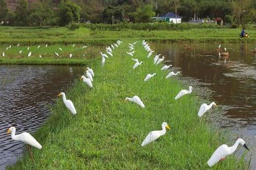 Lội ruộng, trèo cây phá dỡ bẫy chim hoang dã ở Nghệ An