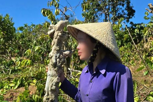 Gia Lai: xử phạt vi phạm hành chính người phụ nữ bị anh rể phá hoại vườn cây tại xã H'ra