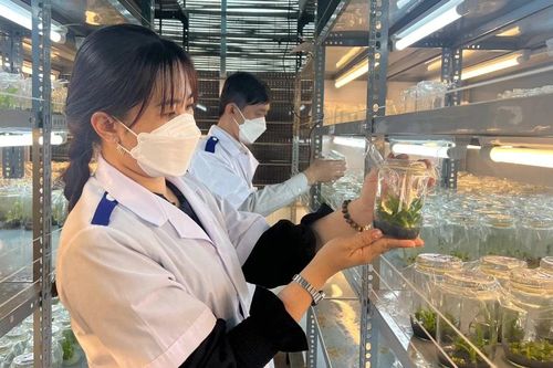 Phát triển bền vững nghề sản xuất cây giống