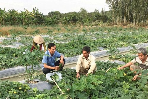 Cần Thơ hỗ trợ nông dân chuyển đổi sản xuất nông nghiệp, tăng thu nhập