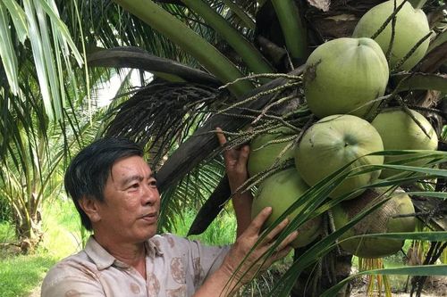 Nông dân Vĩnh Long khấm khá nhờ trồng dừa