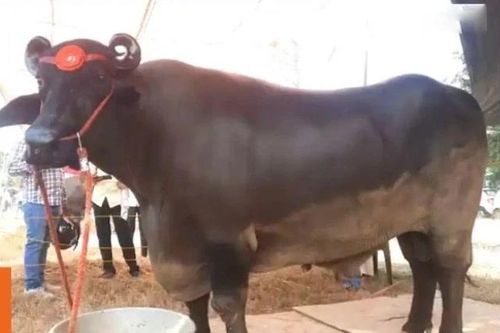 Chế độ ăn xa xỉ của chú trâu gần 70 tỷ đồng, chủ chưa muốn bán