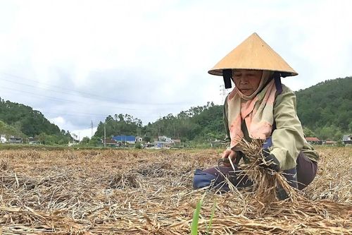 'Bão chồng bão', nông dân ở Nghệ An xót xa nhìn lúa chín rục ngoài đồng