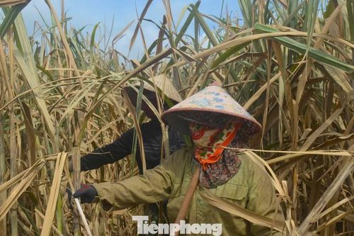'Khóc ròng' vì cánh đồng mía héo quắt, chết khô sau mưa lũ