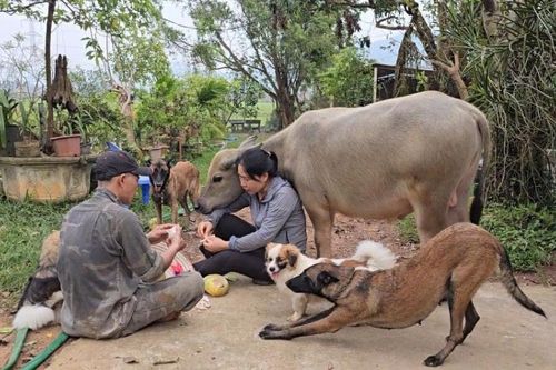 Vợ chồng Quảng Ninh nuôi chú nghé bị bỏ rơi trong rừng, chăm sóc như 'con cưng'