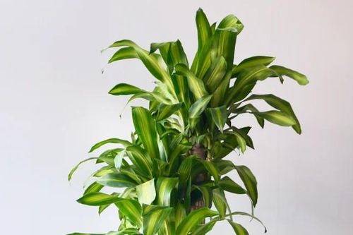 Cách trồng và ý nghĩa phong thủy của cây phát tài