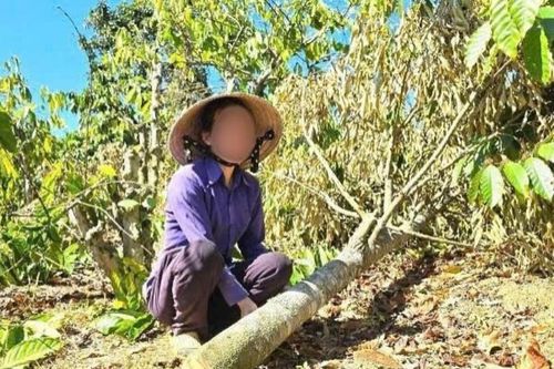 Diễn biến bất ngờ vụ anh rể phá hoại vườn cây của em vợ vì 'mâu thuẫn tình cảm'