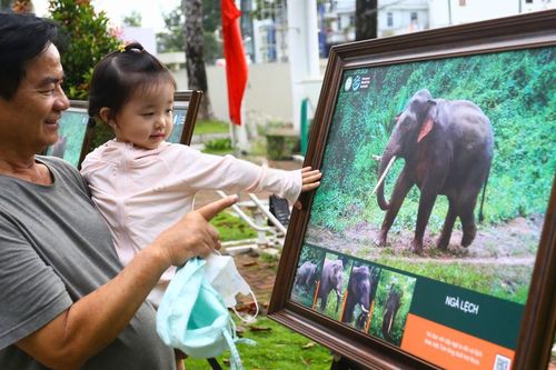 Những hình ảnh hé lộ đời sống đàn voi giữa rừng xanh ở Đồng Nai