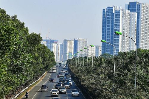 Trồng được 1 cây xanh trên cao tốc rất khó, sao lại bỏ đi?