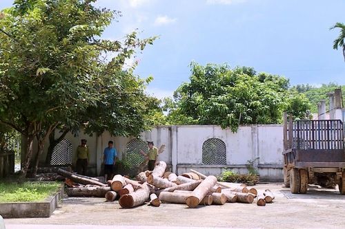 Phát hiện khai thác rừng trái phép tại Thanh Hóa