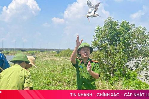 Bảo vệ chim di cư, không chỉ trách nhiệm của lực lượng chức năng!