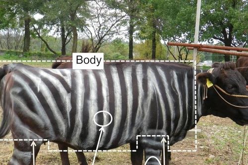 Đề xuất 'hóa trang' gia súc thành ngựa vằn để tránh ruồi được trao giải Ig Nobel