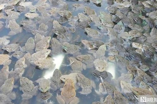 Nuôi con ngồi 'chồm hổm', lão nông lãi hơn nửa tỷ mỗi năm