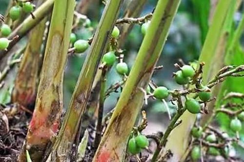 Loại quả được đánh giá 'tốt bậc nhất thế giới' giá 2 triệu đồng/kg, ở Việt Nam trồng bạt ngàn