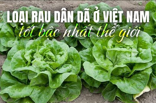 Loại rau dân dã ở Việt Nam được Mỹ đánh giá tốt bậc nhất thế giới, ở chợ bán cực rẻ