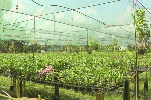 Xây công trình phụ trợ trên đất nông nghiệp: Nới nhưng kiểm soát chặt