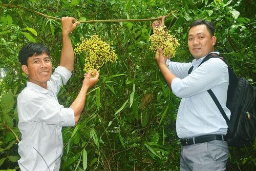 Dân dã nho rừng