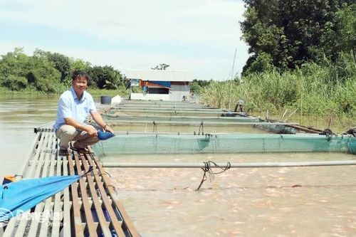 Đại gia nuôi cá nước ngọt ở tỉnh công nghiệp