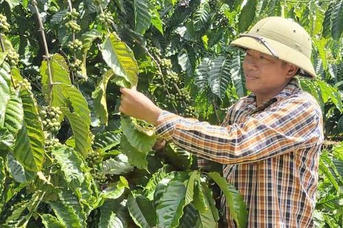 Nhiều lợi ích khi nông dân Ia Phí canh tác theo hướng hữu cơ
