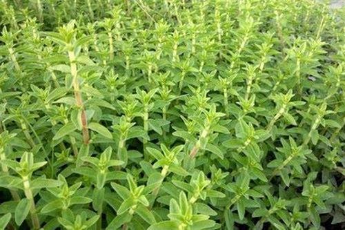 Rau ngổ - Không chỉ là gia vị mà còn là vị thuốc chữa bệnh