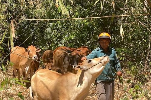 Cây, con giống tạo đà giảm nghèo