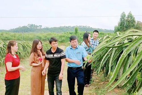 Triển vọng xuất khẩu thanh long ruột đỏ ở xã Lập Thạch