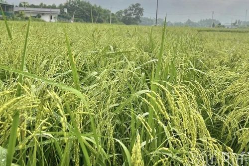 Xây dựng chỉ dẫn địa lý cho sản phẩm gạo nếp Gà Gáy Mỹ Lung
